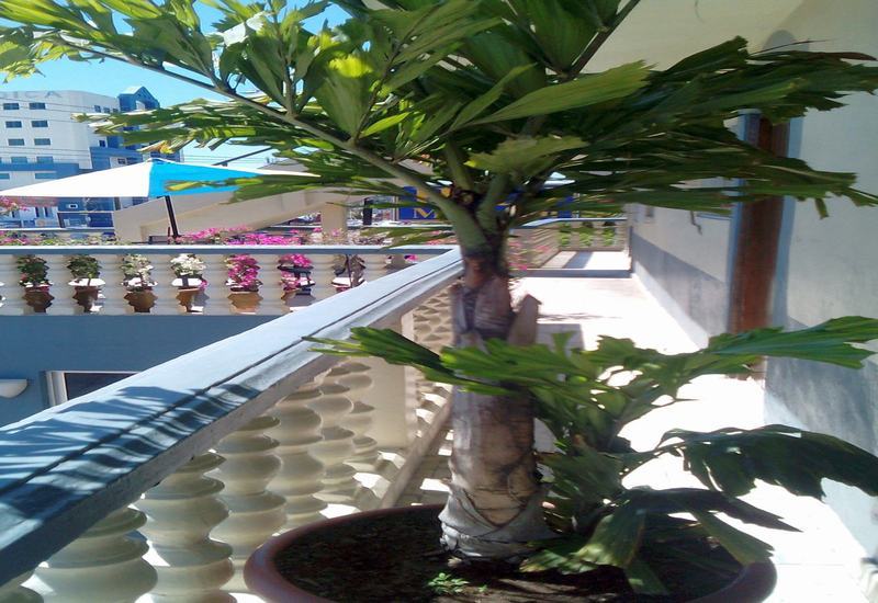 Hotel Mazatlán Exterior foto